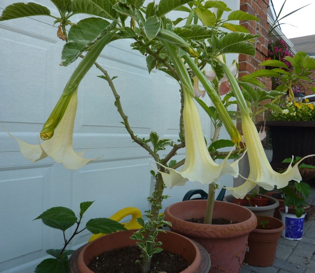 Shorty by the garage